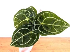 Anthurium Forgetii White Stripes  - 4