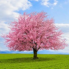 10 fresh cuttings of Japanese Kwanzan Cherry Blossom tree, 8-10 inches, no roots picture
