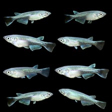 8 Medaka, Platinum Blue Miyuki Japanese Rice Fish, Easy Hardy Aquarium/Pond Fish picture