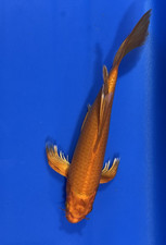 Orenji Ogon  Butterfly Koi, 16-inches, Black Swamp Koi Farms picture