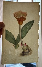 1813 Antique CURTIS Botanical Pl 1523 Scarlet Haemanthus Rare Print picture