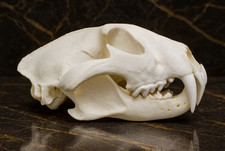 Magnificent Huge African Leopard Skull Replica - Lifelike Wildlife picture