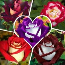 100pcs/Pack Multi-Color Rose Seeds, Double Petal Rose picture