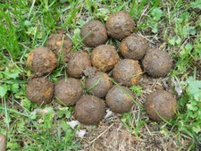 Old Rare Vintage Antique Civil War Relic Confederate Canister Shot Appomattox VA picture