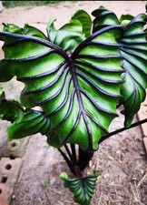 AUTHENTIC Colocasia  Pharaoh Mask 1 bulbs picture