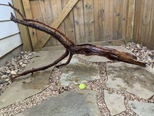 Natural sinking driftwood picture