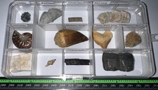 Labeled 12 REAL Fossil Lot Collection MOSASAUR, DINOSAUR, ICE AGE, SHARK TOOTH picture
