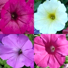 PETUNIA  HUMMINGBIRD MIX BUTTERFLIES FLOWERS CONTAINER NON-GMO 200+ SEEDS GARDEN picture