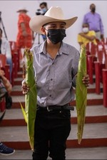 Nayarit Jala Amarillo Corn Seeds (50)  / MEXICAN HEIRLOOM / Super Rare/ Massive picture