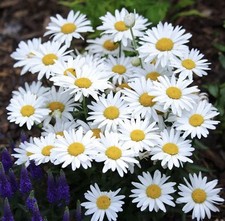 500 ALASKA SHASTA DAISY SEEDS (Chrysanthemum maximum) - Perennial Garden picture