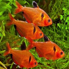 Serpae Tetra Red Minor Tetra Freshwater Aquarium Schooling Fish tank raised picture