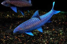 LIVE TROPICAL Fish-WILD Thai Blue Mahseer (Neolissochilus Stracheyi)  2