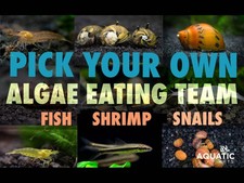 Build Your Own Algae Eating Crew picture