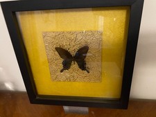 Vintage Preserved Black Specimen Butterfly Gold Background Black Shadow Box picture