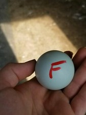 *EXTREMELY RARE* White Legbar Chicken Fertile Hatching Eggs -BLUE EGGS picture