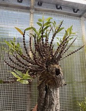 Dendrobium rindjaniense J.J.Sm Rare Indonesian Species Orchid Blooming Size picture