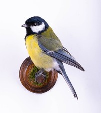 Taxidermy Bird Great Tit Wall mount Small Stuffed Animal Colorful Parus major picture