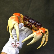 Crab specimen Giant Gecarcoidea lalandii, museum-quality taxidermy & display box picture
