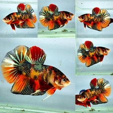 Live Betta Fish GIANT PLAKAT KING Male Grade Premium (AN) USA Seller 5cm body picture