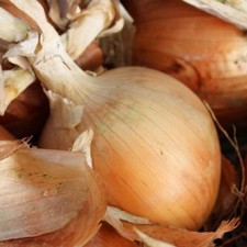Texas Grano 502 Onion Seeds, NON-GMO, Early Grano, Short Day,  picture