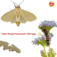 12X Yellow Winged Pareuchaetes Tiger moth ( Pareuchaetes insulata ) Live feeder picture