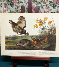Vtg 1940s Birds of America Print - Prairie Chicken & Bachman’s Warbler Page picture