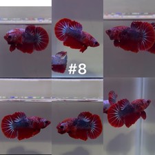 Live Betta Fish High Quality Fancy  USA SELLER 3 Month Old picture
