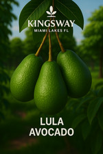 Rare  Authentic LULA 3g Grafted Avocado Tree 2-4 Ft Tall 3 Gallon picture