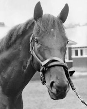 Champion Racehorse DAMASCUS Glossy 8x10 Photo Print Willie Shoemaker Poster picture