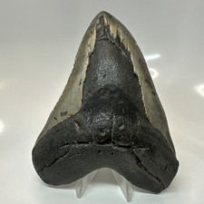 Megalodon Shark Tooth 5.61 Inch - Massive - Beautiful Fossil - Authentic 20415 picture
