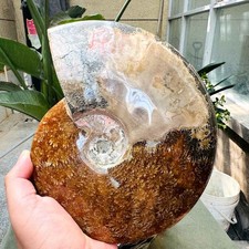 3.97LB Rare Natural Tentacle Ammonite Specimen Healing Madagascar picture