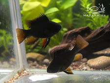 Midnight Black Ram Pair 1 Male 1 Female Live Freshwater Cichlid picture
