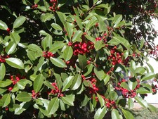 American Holly - Greenleaf - 3.5