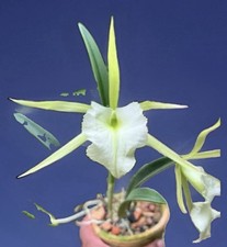 Brassavola Jiminy Cricket x Laelia superbiens Alba Green Orchid Eros 7” Pt SPIKE picture