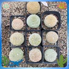 Wholesale 5/10PCS Pseudolithos migiurtinus Succulent cactus Garden Plants picture