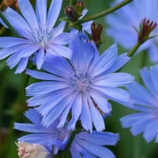 Chicory Cichorium Intybus Seeds 200+ Blue Dandelion NON-GMO USA  picture