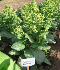 1000 Sacred Wyandot Rustica Tobacco Seeds - Nicotiana - Sacred Tobacco picture