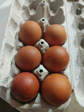 6+ French Black Copper Maran FBCM chickens fertile hatching eggs FAST SHIPPING picture