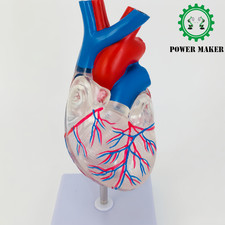 1pc Transparent Heart Anatomy Model Medical Teaching Model picture