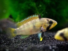 Blue Panda Dwarf Cichlid (Apistogramma panduro/pandurini) - TANK-BRED picture