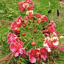 PINK PRIDE OF BARBADOS, Mexican EXOTIC FLOWER Caesalpinia Pulcherrima 120 seeds picture