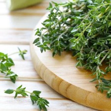 Thyme Seeds | Heirloom / Non-GMO |  | Herb Seeds | Seed Store 1160 picture