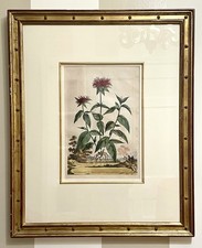 Orig 26” Antique Copper Engraving Abraham Munting C1696  Exp Wood Frame. Pd $797 picture