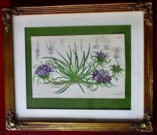 Antique Original Hand-Colored LIthogaph From MS Del Circa. 1850 Great Britain picture