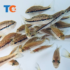 Largemouth Bass For Sale – Buy Live Largemouth Bass Online | Toledo Goldfish picture