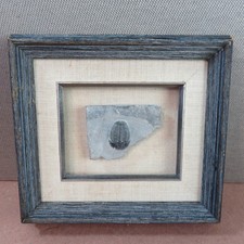 • Vintage 1960s Framed Elrathia Kingii Trilobite Fossil Utah Wheeler Shale  picture