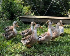 10+2 Silver Appleyard Duck Hatching Eggs Through Darling Farm. picture