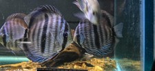 Nhamunda river blue face heckels XL size wild discus picture