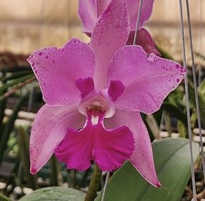 C. amethystoglossa x RIc. Digbyano-Purpurata - Divisions In 8” Mahogany Baskets picture