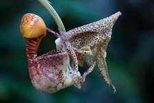 Coryanthes macrantha 'Bucket Orchid' AKA 'The endowed alien orchid' rare picture